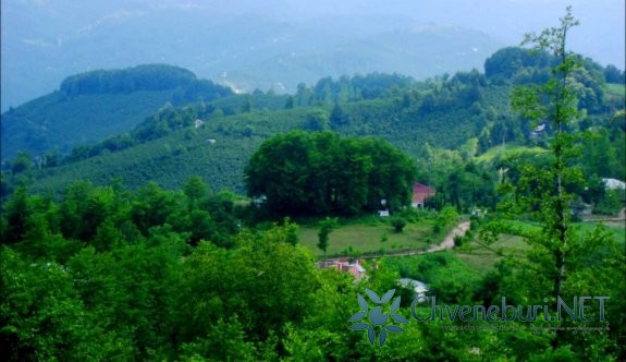 Yeni Sayaca Köyü - Ulubey - Ordu