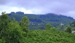 Kestanepınar Köyü-Çarşamba-Samsun