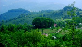 Yeni Sayaca Köyü - Ulubey - Ordu